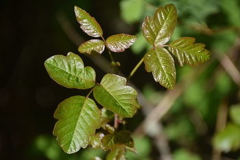 Poison oak growing in the Oregon forest